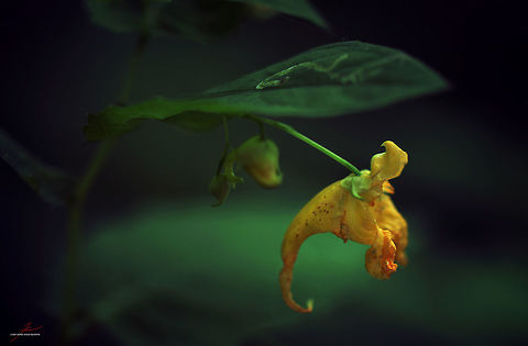 Impatiens noli-tangere  Flora,Geotagged,Germany,Impatiens noli-tangere,Macro,Plants,Touch-me-not balsam,Wildflowers,bloom,blossom