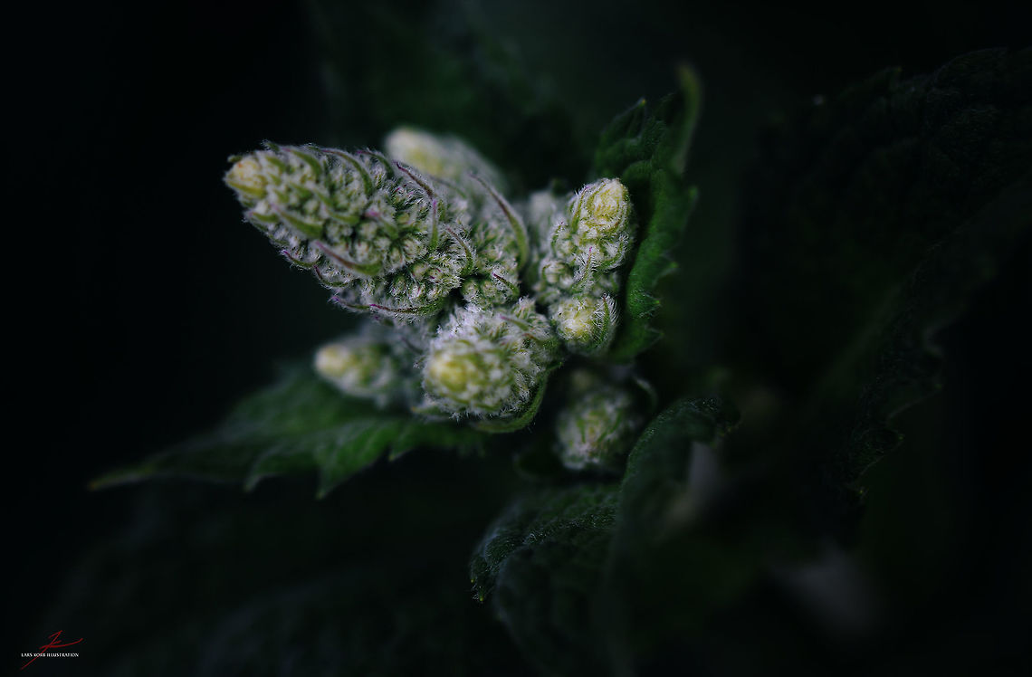 Mentha suaveolens  Apple mint,Flora,Geotagged,Germany,Macro,Medicinal herb,Mentha suaveolens,Plants,bloom,blossom,edible