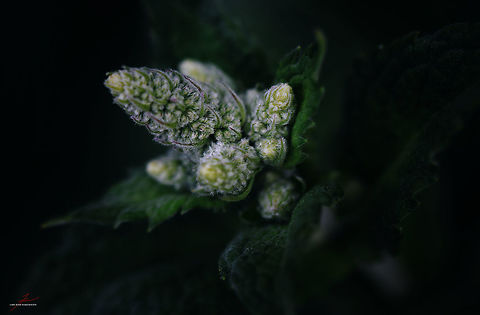 Mentha suaveolens  Apple mint,Flora,Geotagged,Germany,Macro,Medicinal herb,Mentha suaveolens,Plants,bloom,blossom,edible