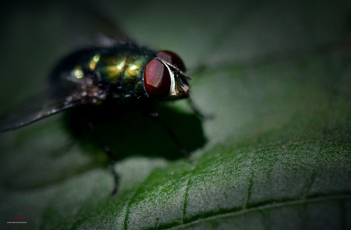 Lucilia sericata  Arthropods,Common green bottle fly,Geotagged,Germany,Insects,Lucilia sericata,Macro,flies