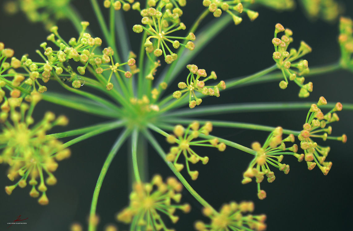 Anethum graveolens  Anethum graveolens,Dill,Flora,Geotagged,Germany,Macro,Medicinal herb,Plants,bloom,edible,herbs