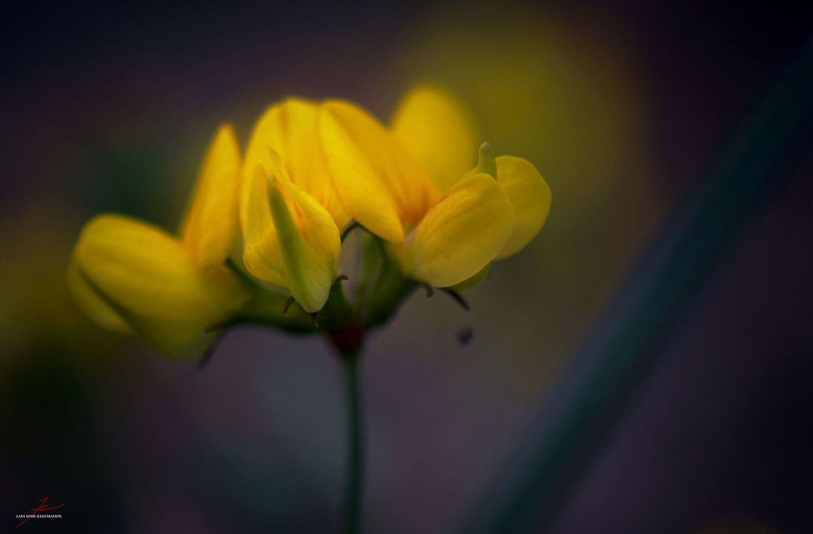 Lotus pedunculatus  Flora,Geotagged,Germany,Lotus pedunculatus,Macro,Medicinal herb,Plants,Wildflowers,bloom,blossom
