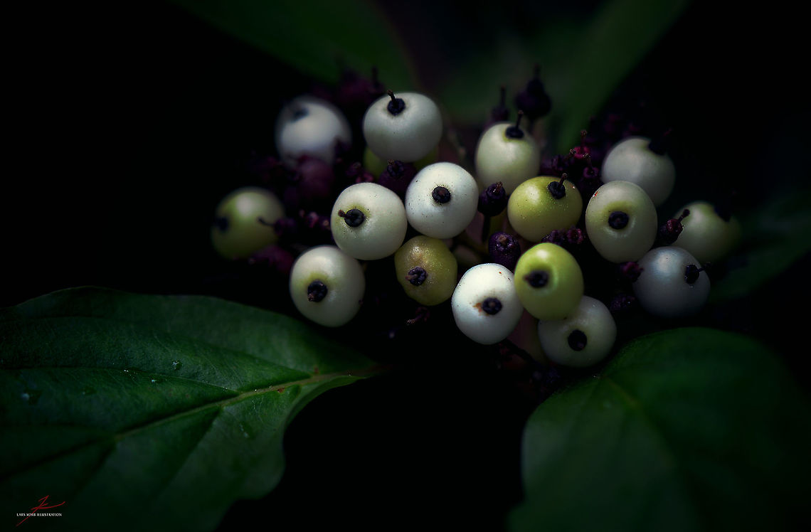 Cornus alba  Cornus alba,Flora,Geotagged,Germany,Macro,Plants,Siberian Dogwood,berries,fruits,shrubs
