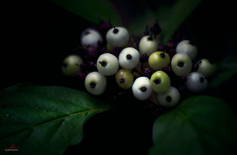 Cornus alba  Cornus alba,Flora,Geotagged,Germany,Macro,Plants,Siberian Dogwood,berries,fruits,shrubs