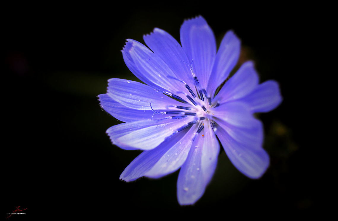Cichorium intybus  Cichorium intybus,Common Chicory,Flora,Geotagged,Germany,Macro,Medicinal plant,Plants,Wildflowers,bloom,blossom