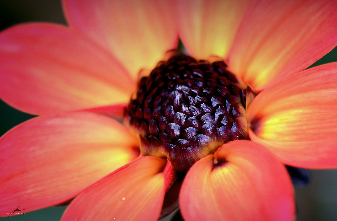 Dahlia coccinea  Dahlia coccinea,Flora,Flowers,Geotagged,Germany,Macro,Plants,bloom,blossom
