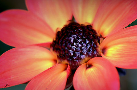 Dahlia coccinea  Dahlia coccinea,Flora,Flowers,Geotagged,Germany,Macro,Plants,bloom,blossom