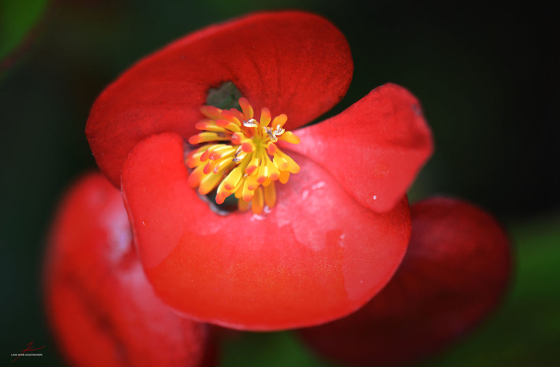 Begonia semperflorens  Begonia semperflorens,Flora,Flowers,Geotagged,Germany,Macro,Plants,bloom,blossom