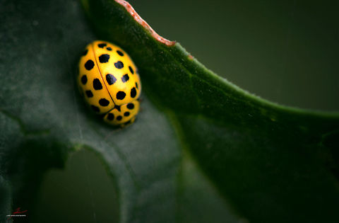Psyllobora vigintiduopunctata  Arthropods,Beetles,Geotagged,Germany,Insects,Ladybug,Macro,Psyllobora vigintiduopunctata,Twenty-two Spot Ladybird