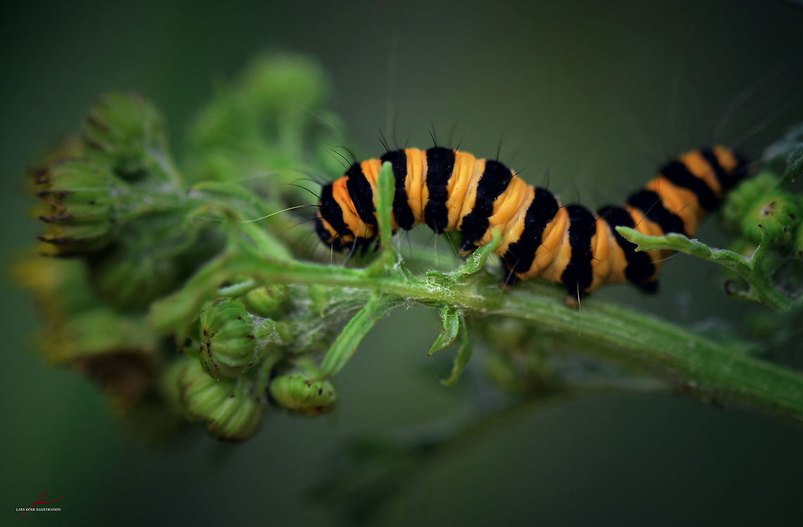 Tyria jacobaeae, caterpillar  Arthropods,Cinnabar moth,Geotagged,Germany,Insects,Macro,Tyria jacobaeae,caterpillars,moths