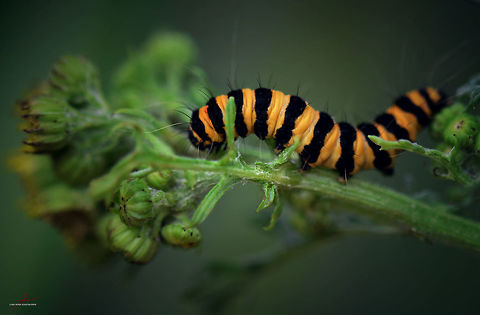 Tyria jacobaeae, caterpillar  Arthropods,Cinnabar moth,Geotagged,Germany,Insects,Macro,Tyria jacobaeae,caterpillars,moths