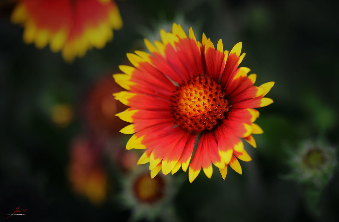 Gaillardia pulchella  Flora,Flowers,Gaillardia pulchella,Geotagged,Germany,Indian blanketflower,Macro,Plants,bloom,blossom