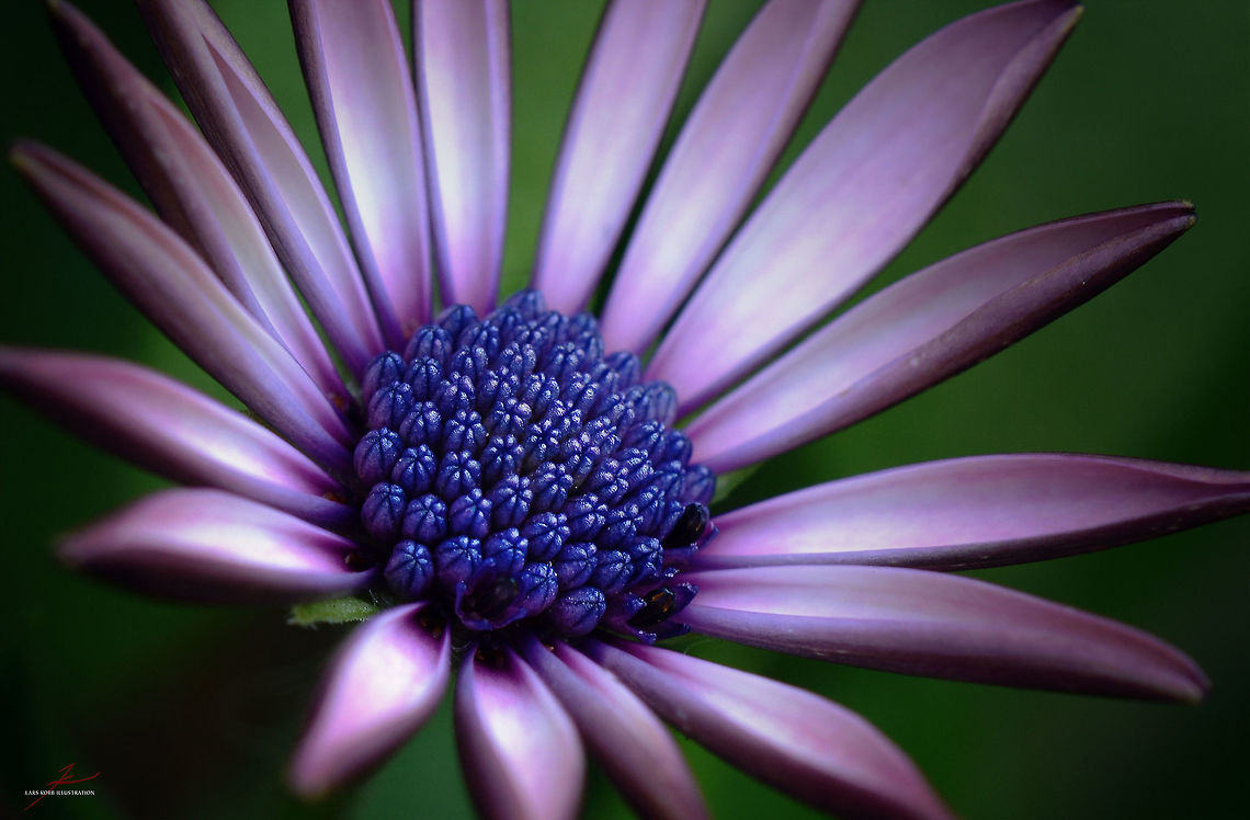 Osteospermum ecklonis  Dimorphotheca ecklonis,Flora,Geotagged,Germany,Macro,Plants,Prostrate shrub,bloom,blossom