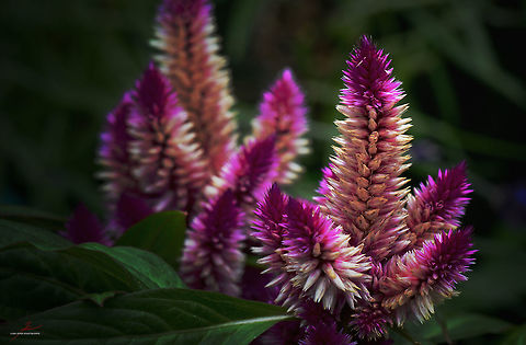 Celosia spicata  Celosia spicata,Flora,Flowers,Geotagged,Germany,Macro,Plants,Spiked cockscomb,bloom,blossom