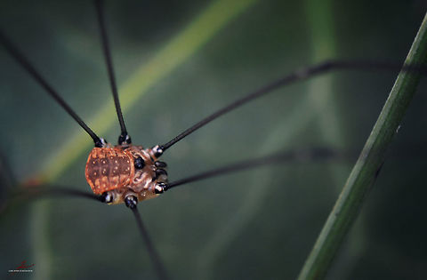 Leiobunum rotundum  Arthropods,Geotagged,Germany,Harvestmen,Insects,Leiobunum rotundum,Macro
