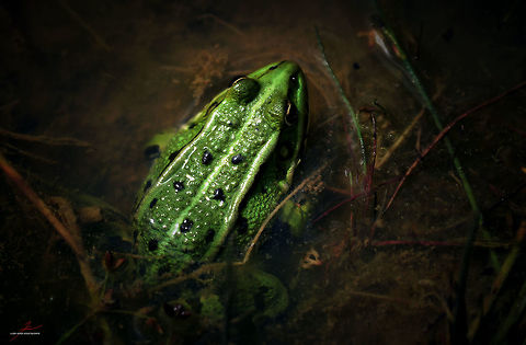 Pelophylax „esculentus“  Amphibians,Edible frog,Geotagged,Germany,Pelophylax kl. esculentus,True Frog,kl. esculentus