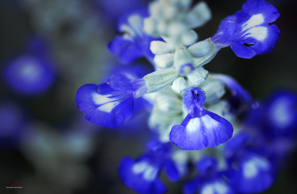 Salvia farinacea  Flora,Geotagged,Germany,Macro,Plants,Salvia farinacea,Wildflowers,bloom,blossom,herbs