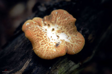Polyporus tuberaster  Fungi,Geotagged,Germany,Macro,Polyporus tuberaster,polypores