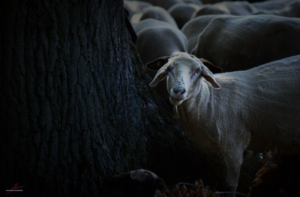 Ovis aries  Domestic sheep,Geotagged,Germany,Mammals,Mouflon,Ovis aries,Ovis orientalis,Sheep