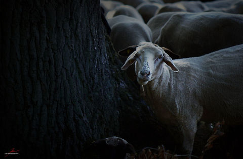 Ovis aries  Domestic sheep,Geotagged,Germany,Mammals,Mouflon,Ovis aries,Ovis orientalis,Sheep