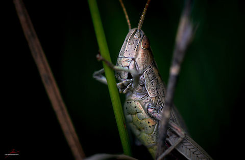 Chorthippus albomarginatus, female  Arthropods,Chorthippus albomarginatus,Geotagged,Germany,Insects,Lesser marsh grasshopper,Macro,grashopper