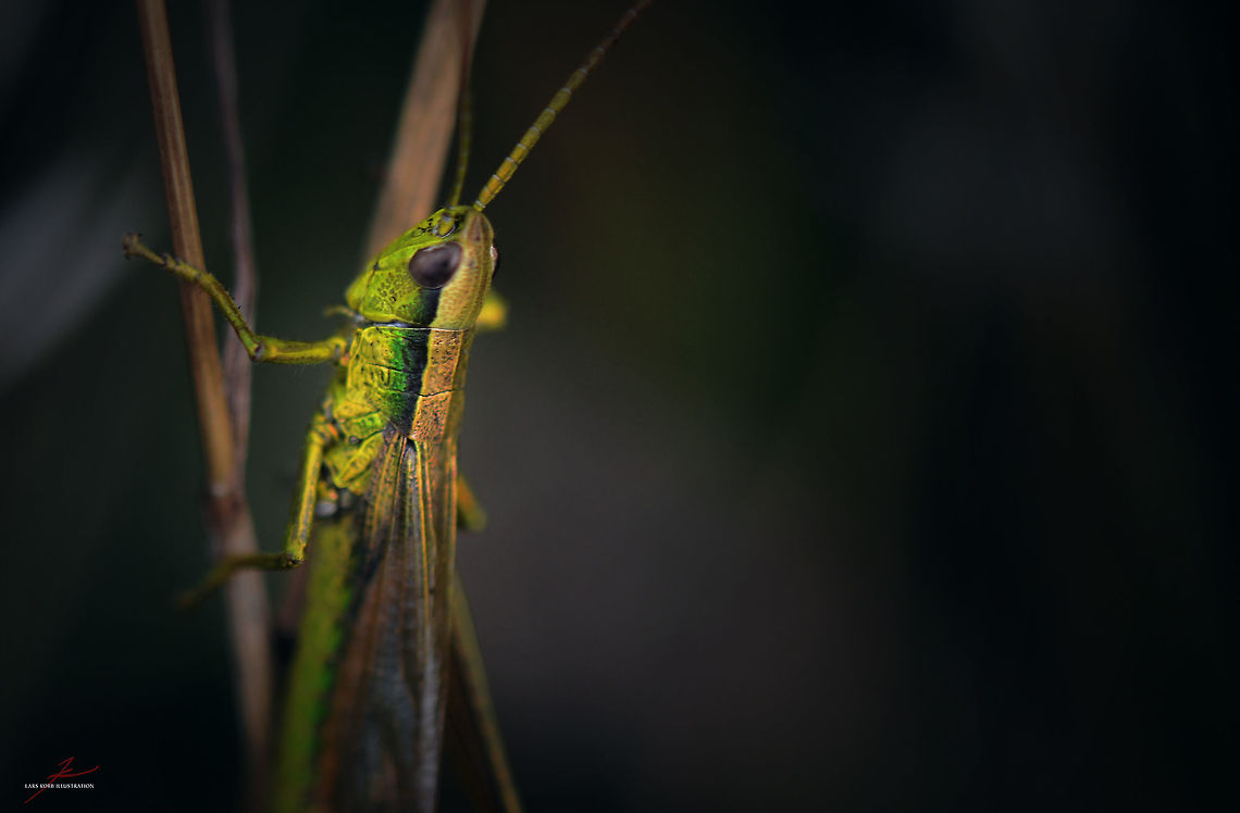 Chorthippus montanus  Arthropods,Chorthippus montanus,Geotagged,Germany,Insects,Macro,grashopper