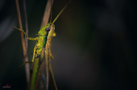 Chorthippus montanus  Arthropods,Chorthippus montanus,Geotagged,Germany,Insects,Macro,grashopper