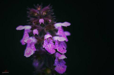 Stachys palustris