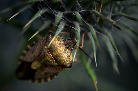 Carpocoris cf. purpureipennis  Arthropods,Black-shouldered Shieldbug,Carpocoris purpureipennis,Geotagged,Germany,Insects,Macro,shield bugs
