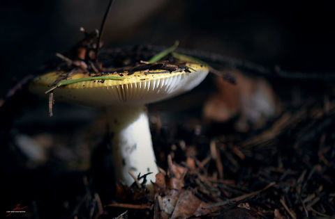 Russula claroflava  Fungi,Geotagged,Germany,Macro,Mushrooms,Russula,Russula claroflava,Yellow swamp russula