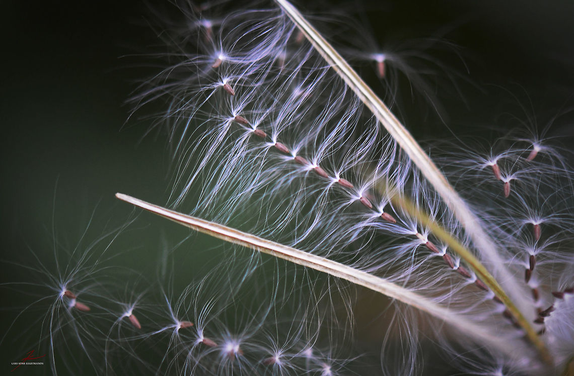 Chamaenerion angustifolium, seeds  Chamaenerion angustifolium,Chamerion angustifolium,Fireweed,Flora,Geotagged,Germany,Macro,Plants,Rosebay willowherb or fireweed,Wildflowers,seeds