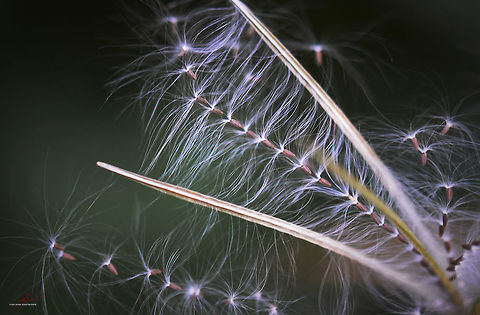 Chamaenerion angustifolium, seeds  Chamaenerion angustifolium,Chamerion angustifolium,Fireweed,Flora,Geotagged,Germany,Macro,Plants,Rosebay willowherb or fireweed,Wildflowers,seeds
