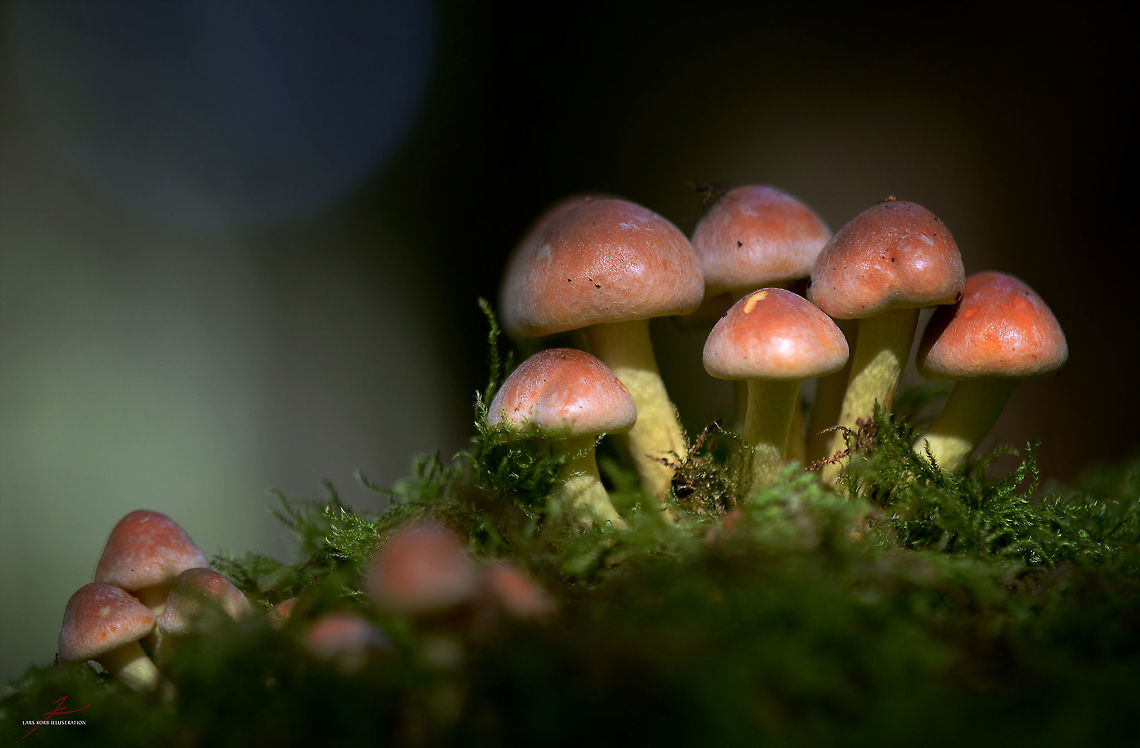 Hypholoma lateritium  Brick cap,Fungi,Geotagged,Germany,Hypholoma lateritium,Macro