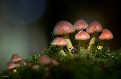 Hypholoma lateritium  Brick cap,Fungi,Geotagged,Germany,Hypholoma lateritium,Macro