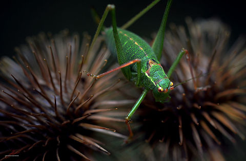 Leptophyes punctatissima  Arthropods,Geotagged,Germany,Insects,Leptophyes punctatissima,Macro,Speckled bush-cricket