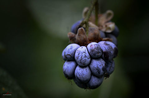 Rubus caesius  Flora,Geotagged,Germany,Macro,Plants,Rubus caesius,fruits