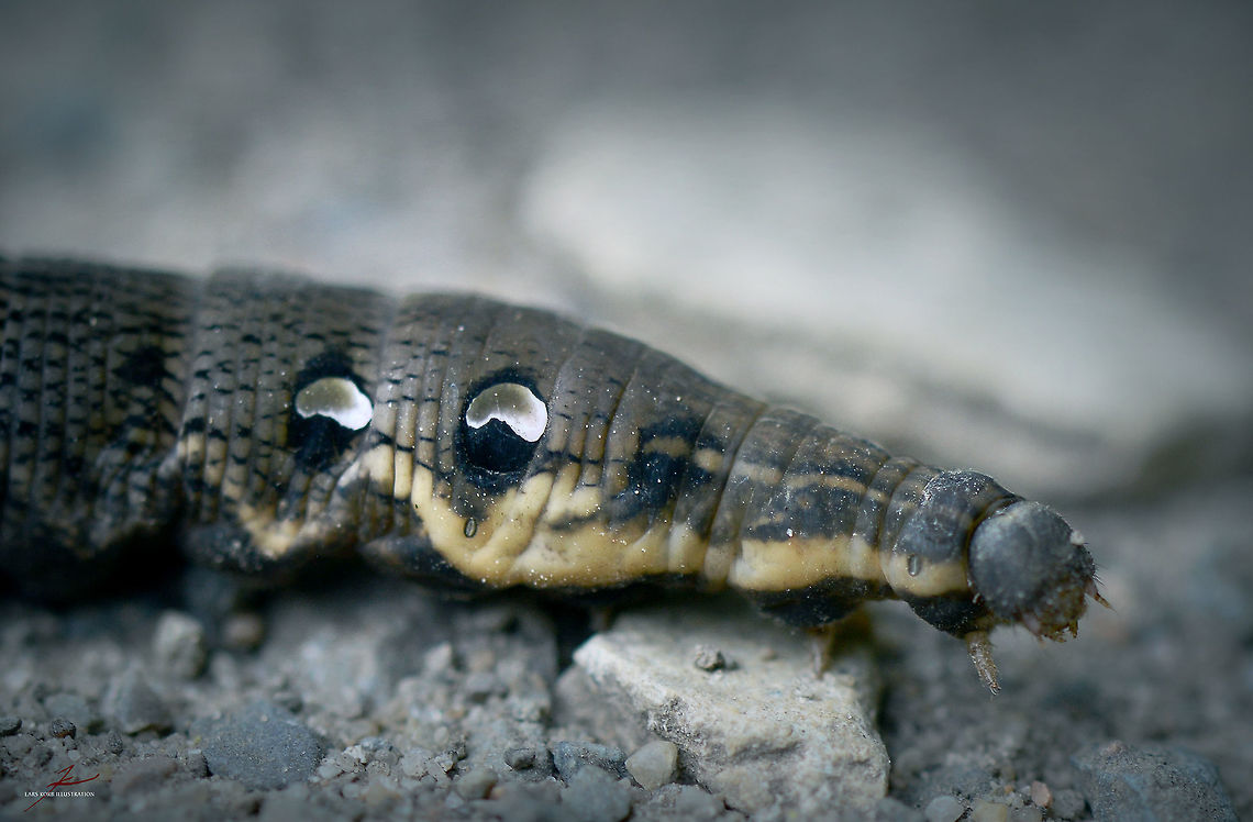 Deilephila elpenor, caterpillar  Arthropods,Deilephila elpenor,Elephant Hawk-moth,Geotagged,Germany,Insects,Macro