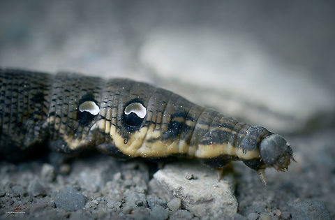 Deilephila elpenor, caterpillar  Arthropods,Deilephila elpenor,Elephant Hawk-moth,Geotagged,Germany,Insects,Macro