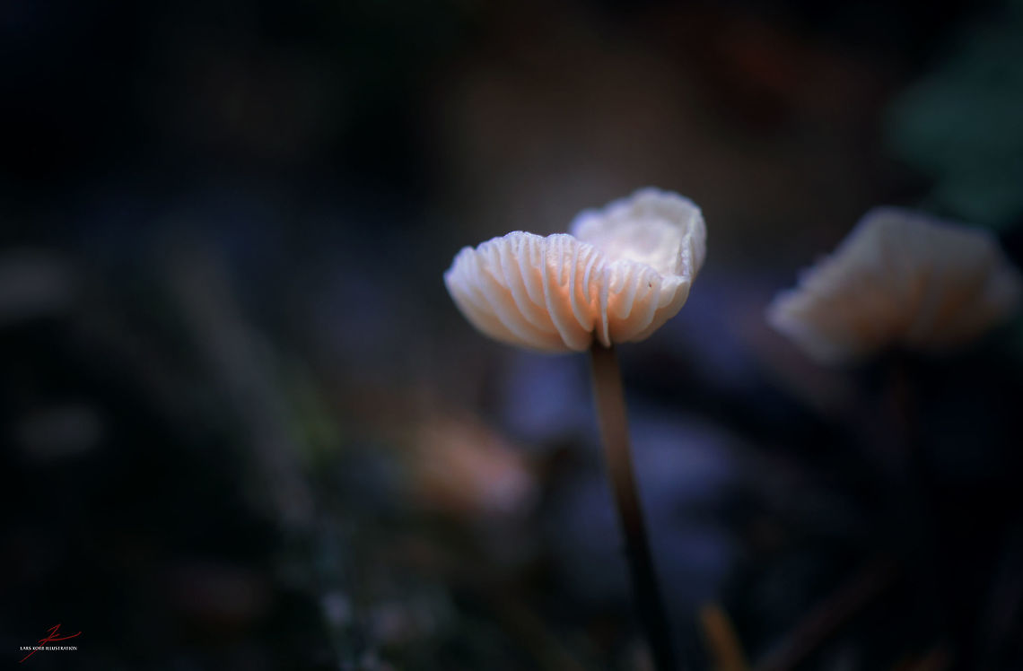 Gymnopus perforans  Fungi,Geotagged,Germany,Gymnopus perforans,Macro,gills