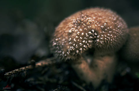 Lycoperdon perlatum  Common puffball,Fungi,Geotagged,Germany,Lycoperdon perlatum,Macro