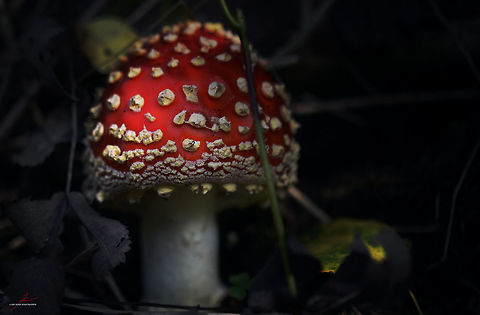 Amanita muscaria  Amanita muscaria,Fly agaric,Fungi,Geotagged,Germany,Macro,poisonous