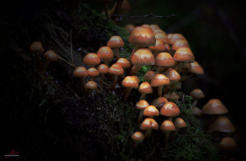 Kuehneromyces mutabilis  Fungi,Geotagged,Germany,Kuehneromyces mutabilis,Sheathed woodtuft