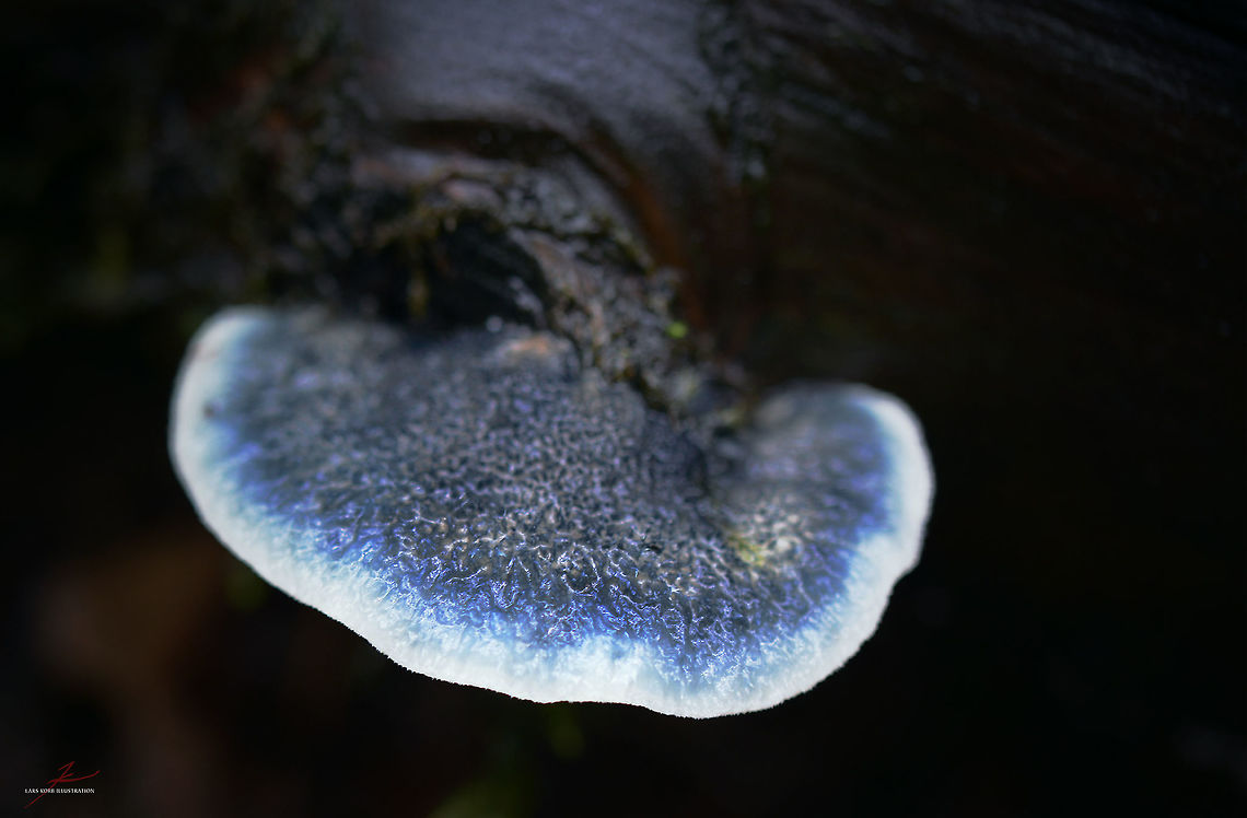 Postia caesia  Blue Cheese Polypore,Fungi,Geotagged,Germany,Macro,Postia caesia,polypores