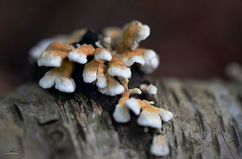 Plicatura crispa  Fungi,Geotagged,Germany,Macro,Plicatura crispa