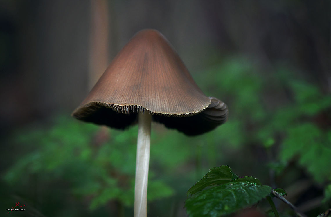 Coprinellus marculentus  Coprinellus marculentus,Fungi,Geotagged,Germany,Macro