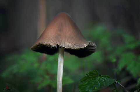 Coprinellus marculentus  Coprinellus marculentus,Fungi,Geotagged,Germany,Macro
