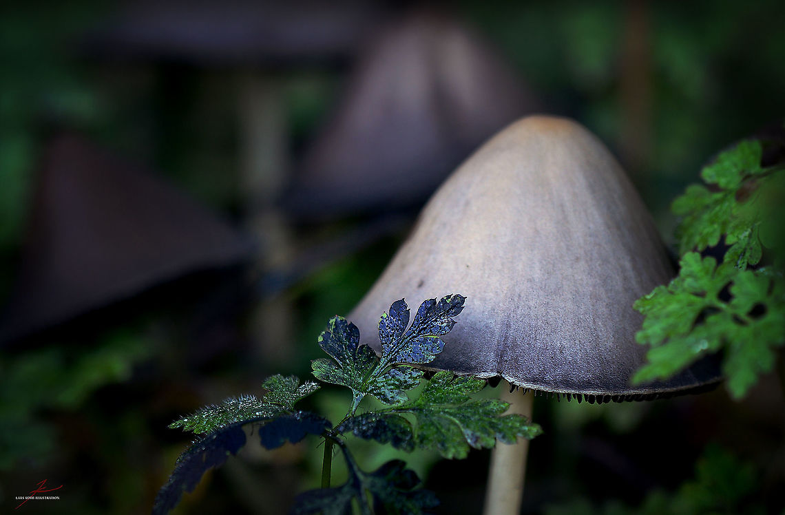 Coprinopsis acuminata  Coprinopsis acuminata,Fungi,Geotagged,Germany,Macro