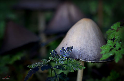 Humpback inkcap mushroom