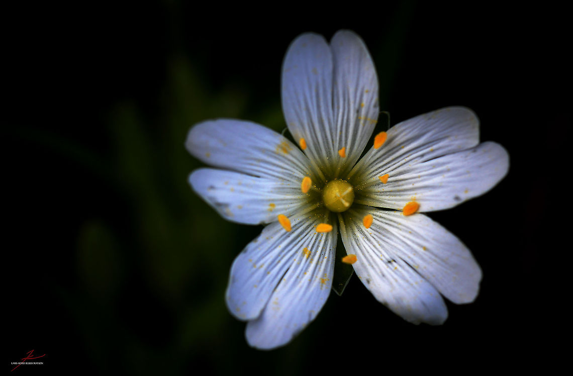 Stellaria holostea  Flora,Greater Stitchwort,Macro,Stellaria holostea,Wildflowers,blossoms