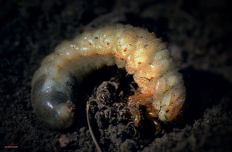 Melolontha melolontha  Arthropods,Beetles,Common cockchafer,Insects,Larvae,Macro,Melolontha melolontha